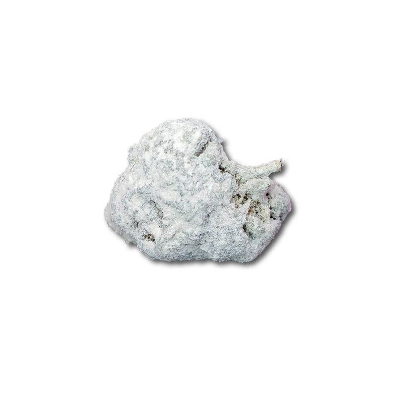 White Ice Moonrock Bud